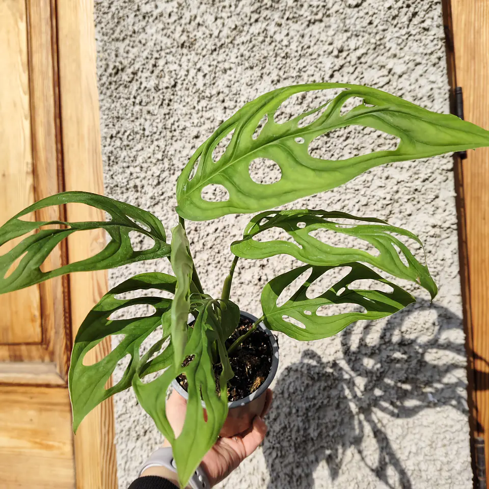 Monstera Adansonii 4
