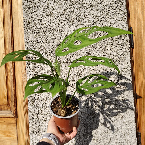 Monstera Adansonii