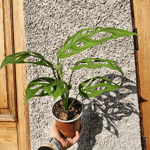 Monstera Adansonii