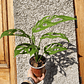 Monstera Adansonii - Miniatura 1