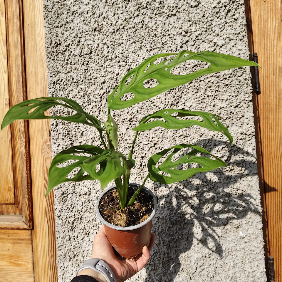 Monstera Adansonii 1