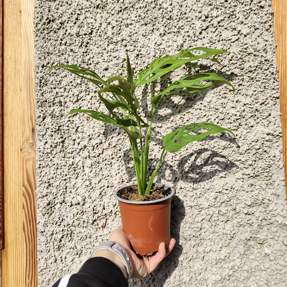 Monstera Adansonii 5