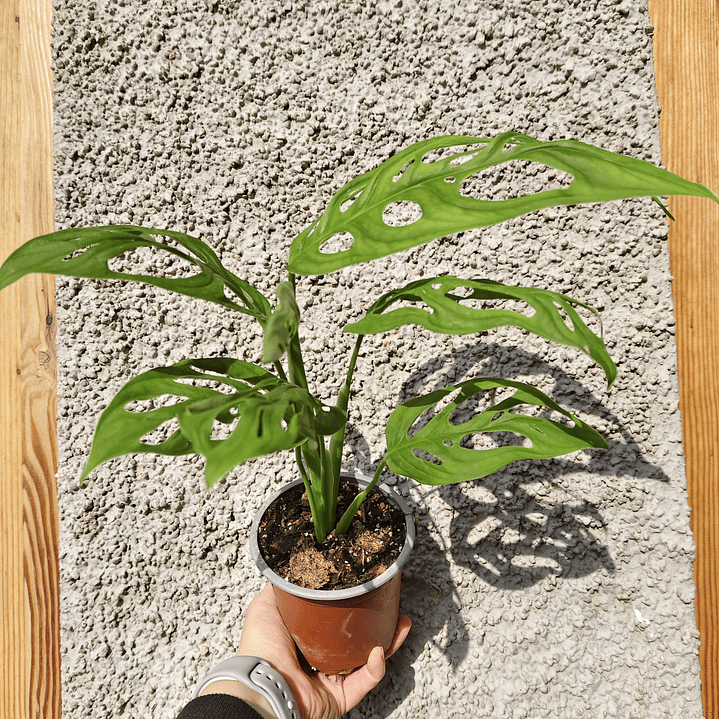 Monstera Adansonii 3