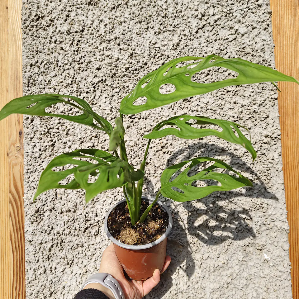 Monstera Adansonii 3