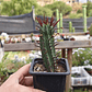 Euphorbia enopla - Miniatura 5