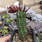Euphorbia enopla - Miniatura 8