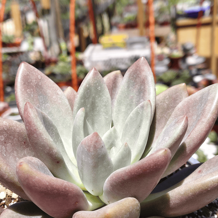 Echeveria Pink Donna  3