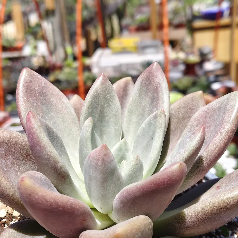 Echeveria Pink Donna  3