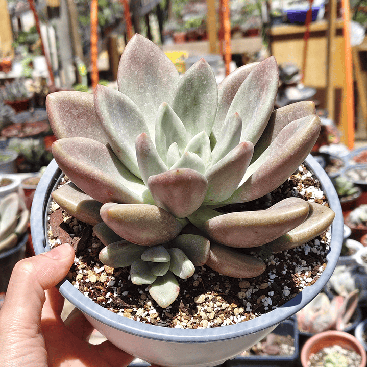 Echeveria Pink Donna  1