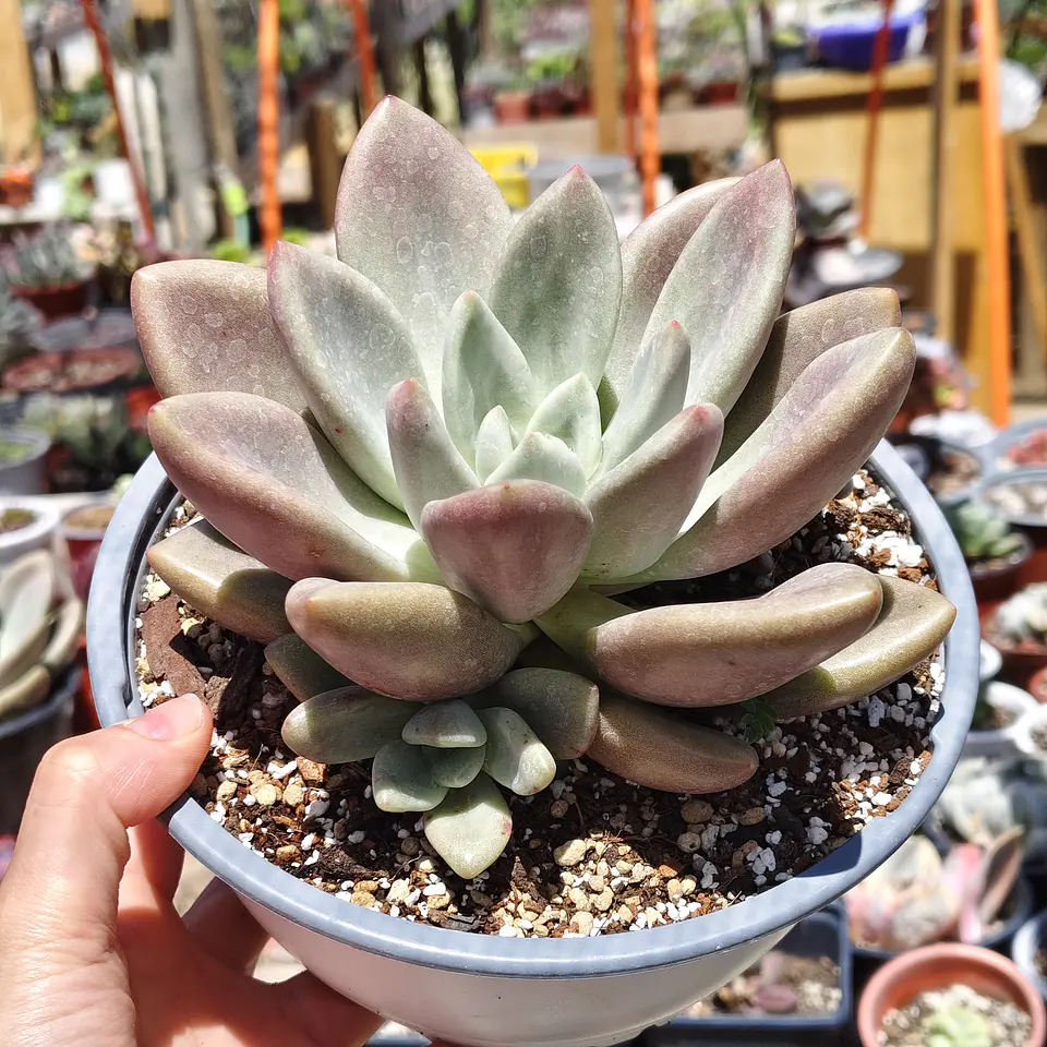 Echeveria Pink Donna  1