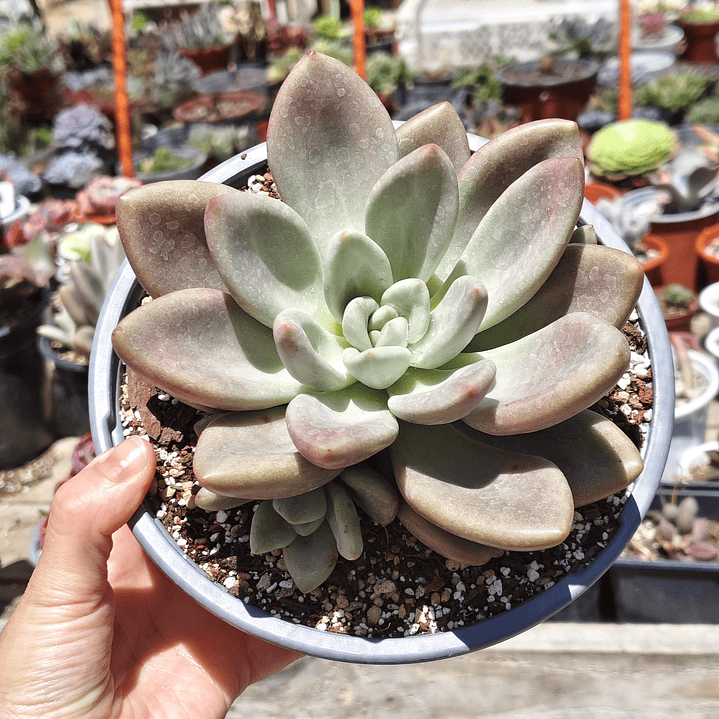 Echeveria Pink Donna  4