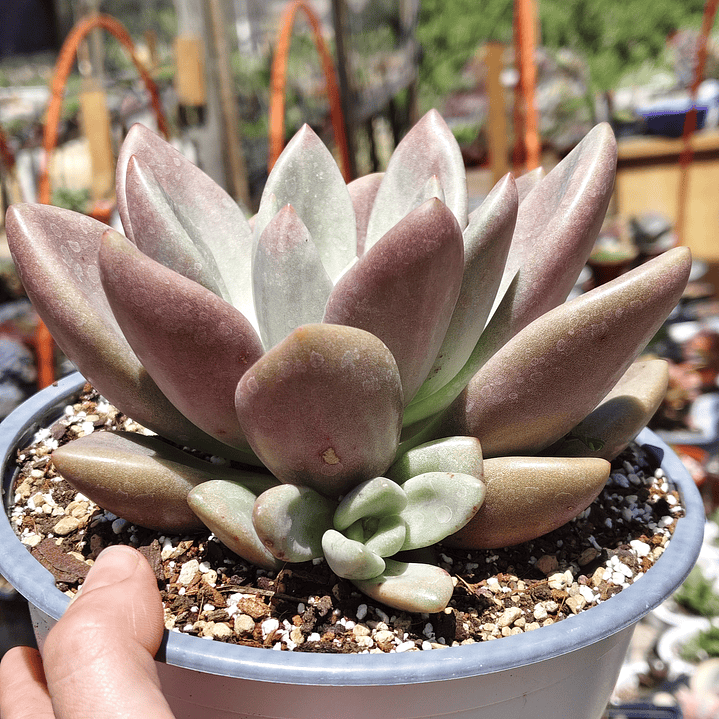Echeveria Pink Donna  2