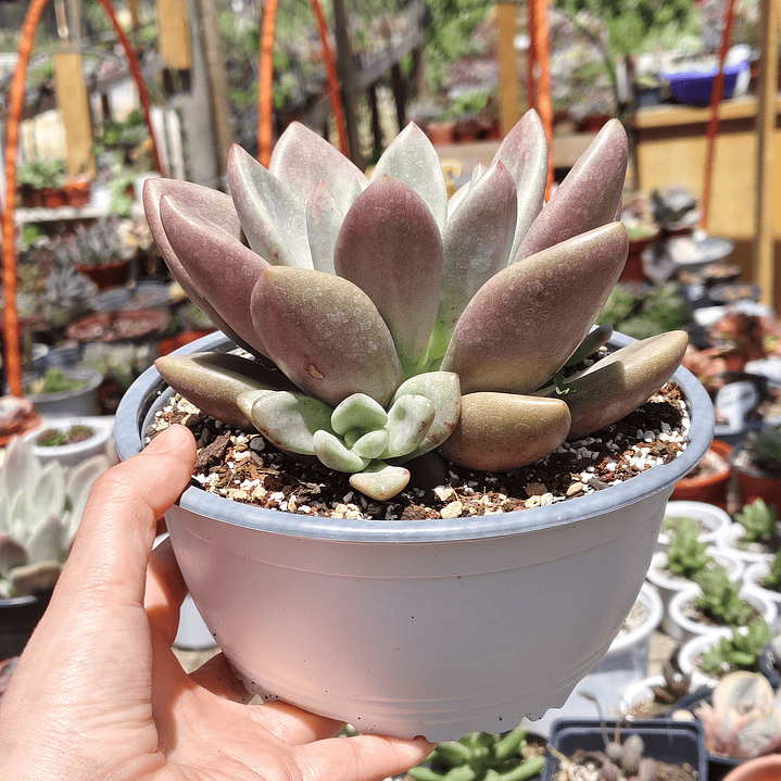 Echeveria Pink Donna  5