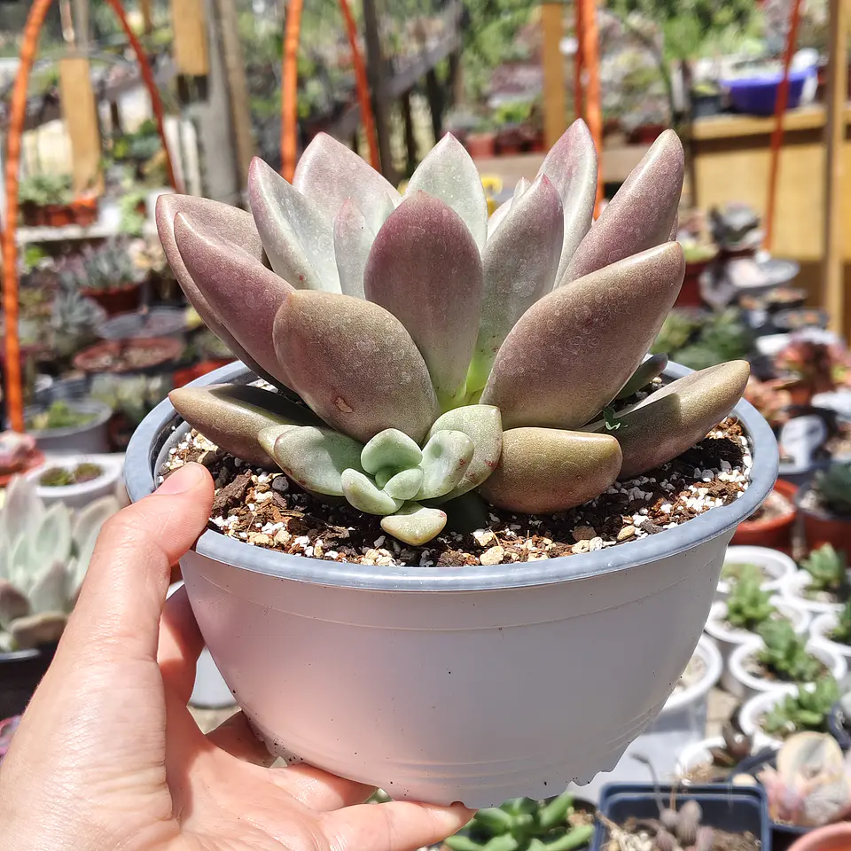 Echeveria Pink Donna  5