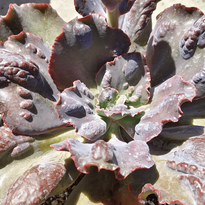 Echeveria Bottom 13