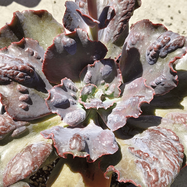 Echeveria Bottom 6