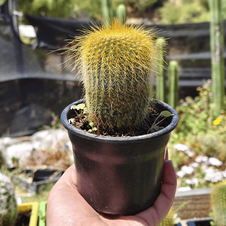 Parodia leninghausii 2