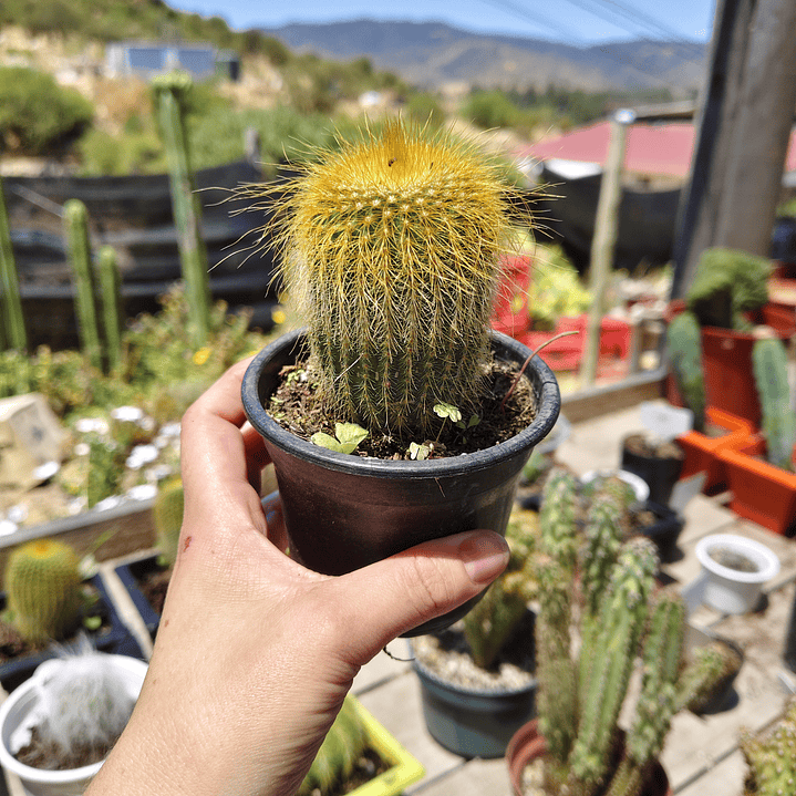 Parodia leninghausii 5