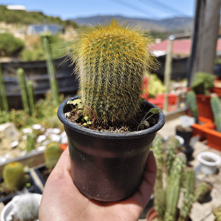 Parodia leninghausii 1