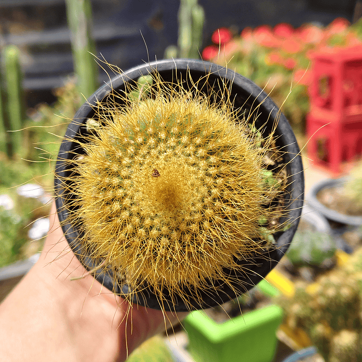 Parodia leninghausii 4