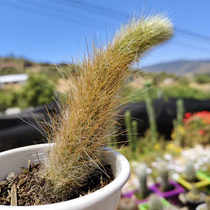 Cleistocactus winterii (Cola de Mono)