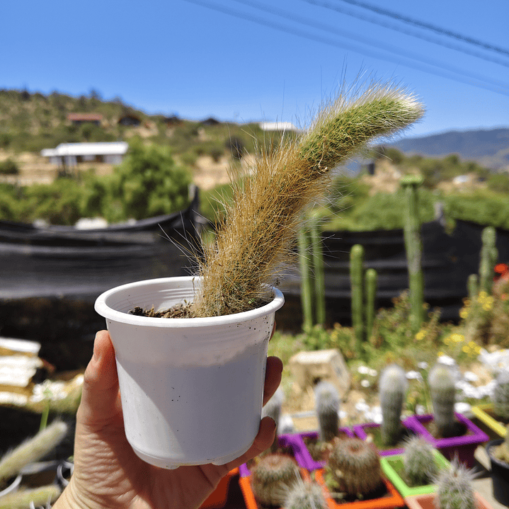 Cleistocactus winterii (Cola de Mono) 4