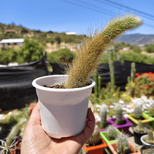 Cleistocactus winterii (Cola de Mono)