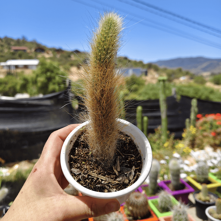 Cleistocactus winterii (Cola de Mono) 3