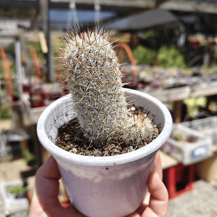 Mammillaria Microhelia  4