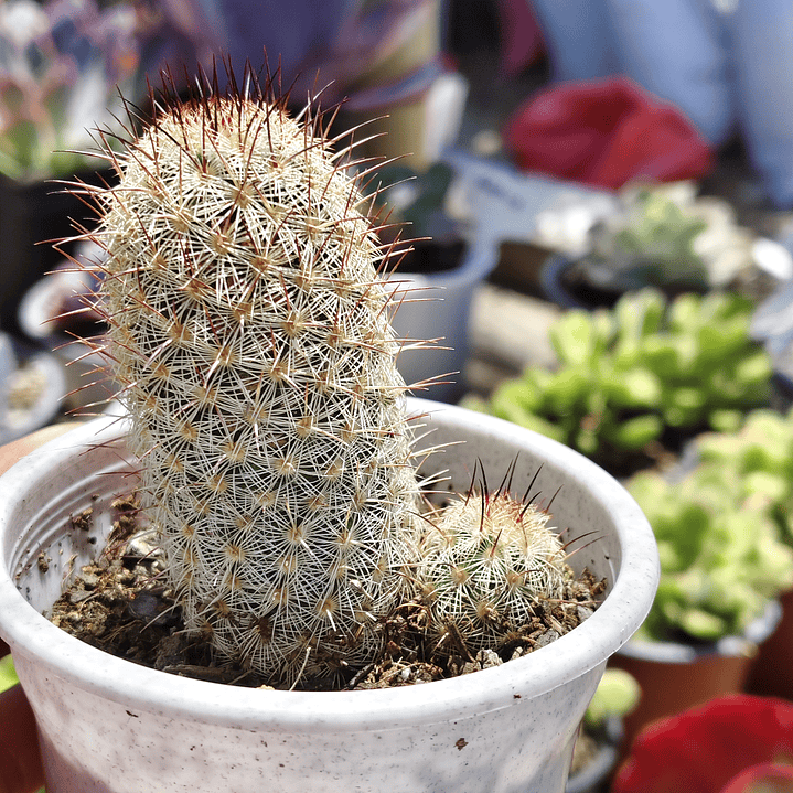 Mammillaria Microhelia  2