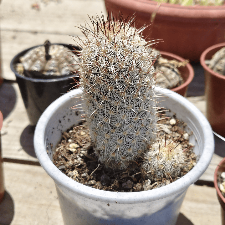 Mammillaria Microhelia  3