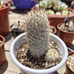 Mammillaria Microhelia  - Miniatura 1
