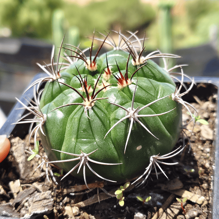 Gymnocalycium Saglionis 1