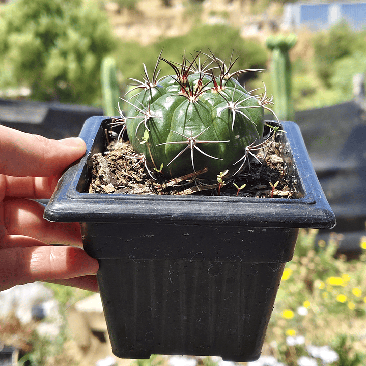 Gymnocalycium Saglionis 3