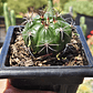 Gymnocalycium Saglionis - Miniatura 4