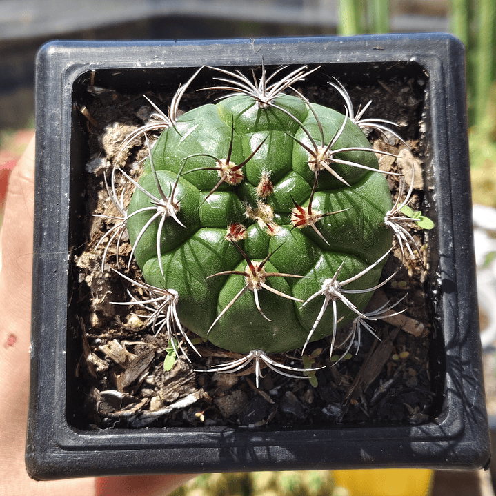 Gymnocalycium Saglionis 2