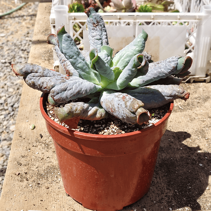 Echeveria Culibra 4