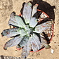 Echeveria Culibra - Miniatura 6