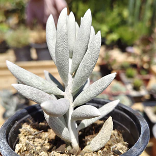 Senecio Haworthii