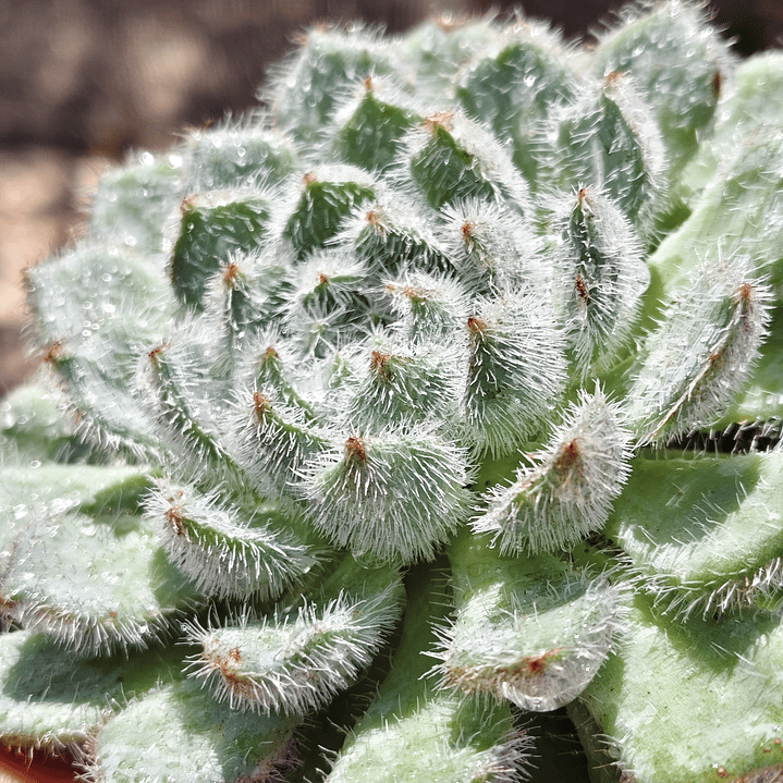 Echeveria Setosa FO-42 3