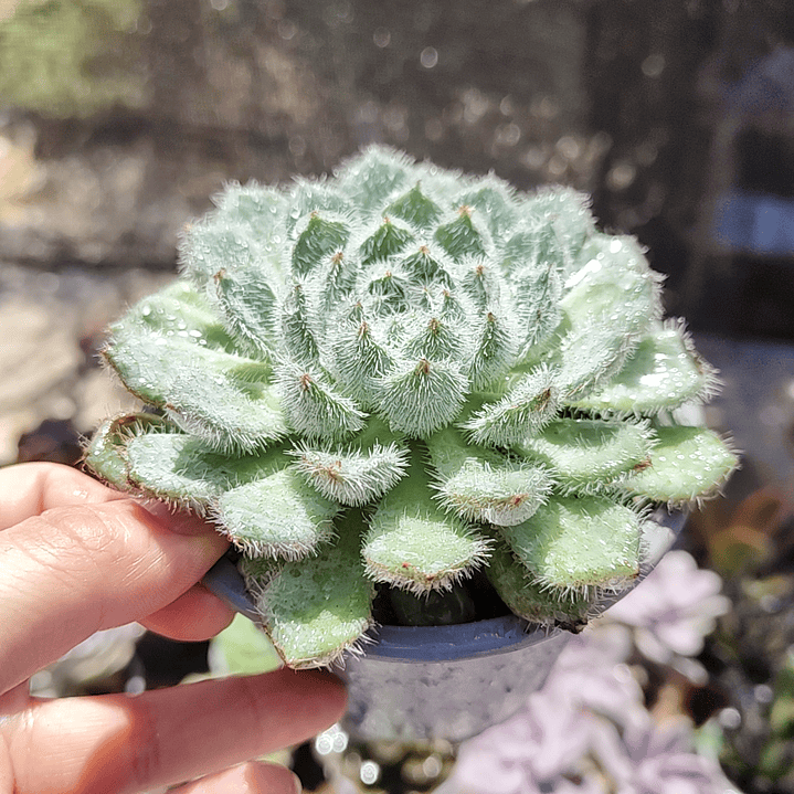 Echeveria Setosa FO-42 2