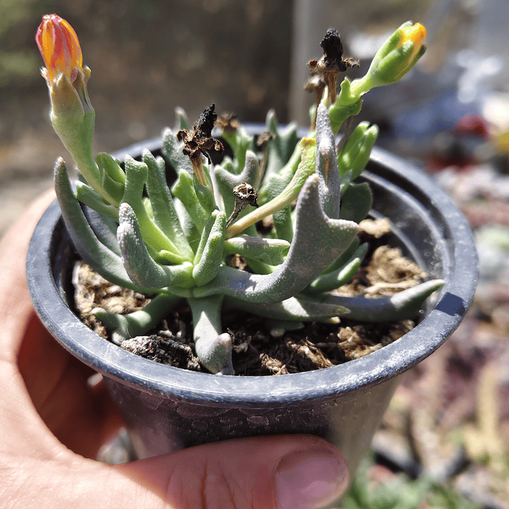 Rhombophyllum Dolabriforme (Cuerno de Alce) 2