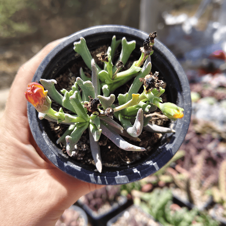 Rhombophyllum Dolabriforme (Cuerno de Alce) 3