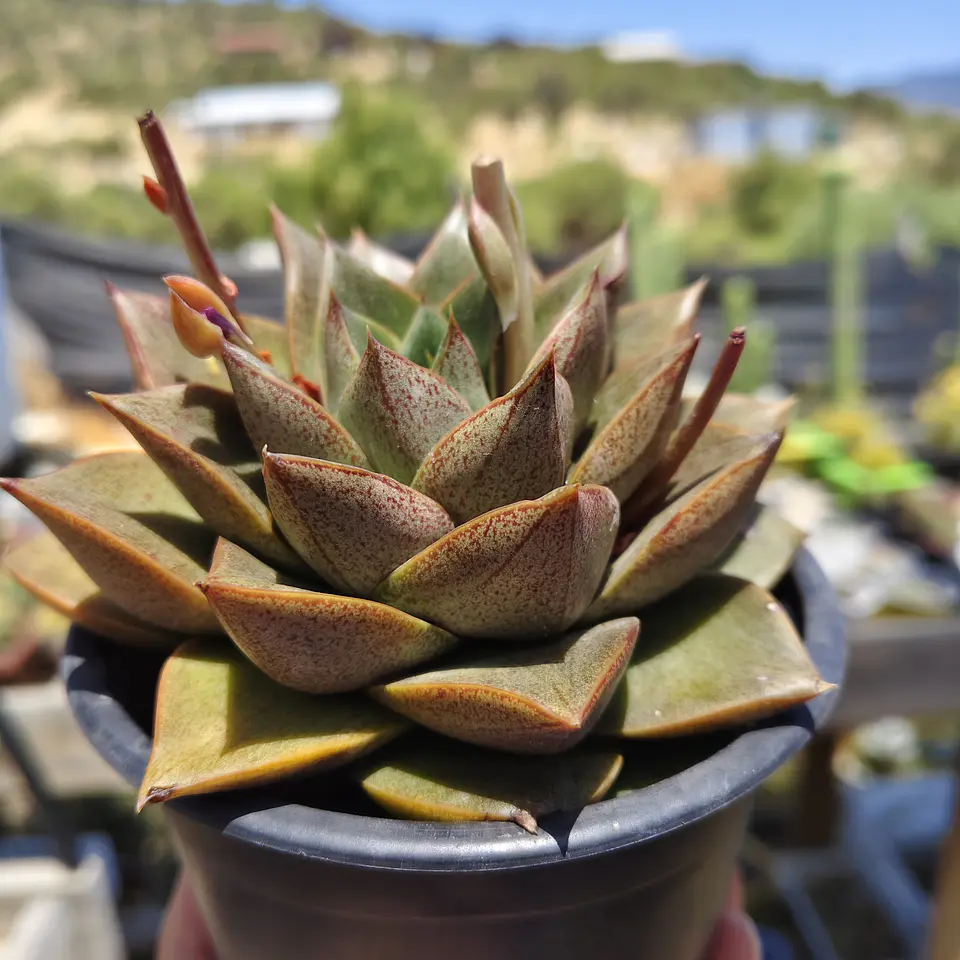 Echeveria Dionysos 2