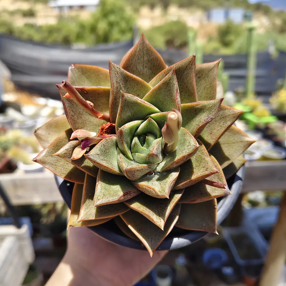 Echeveria Dionysos 3
