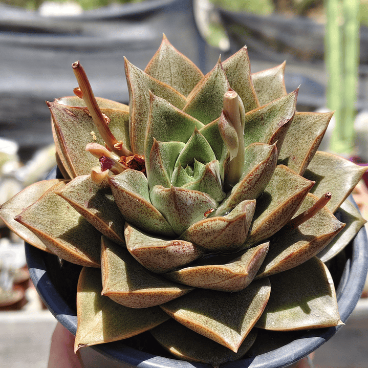 Echeveria Dionysos 1