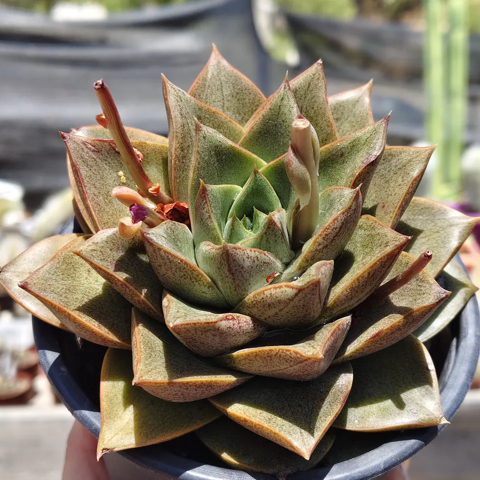 Echeveria Dionysos 1