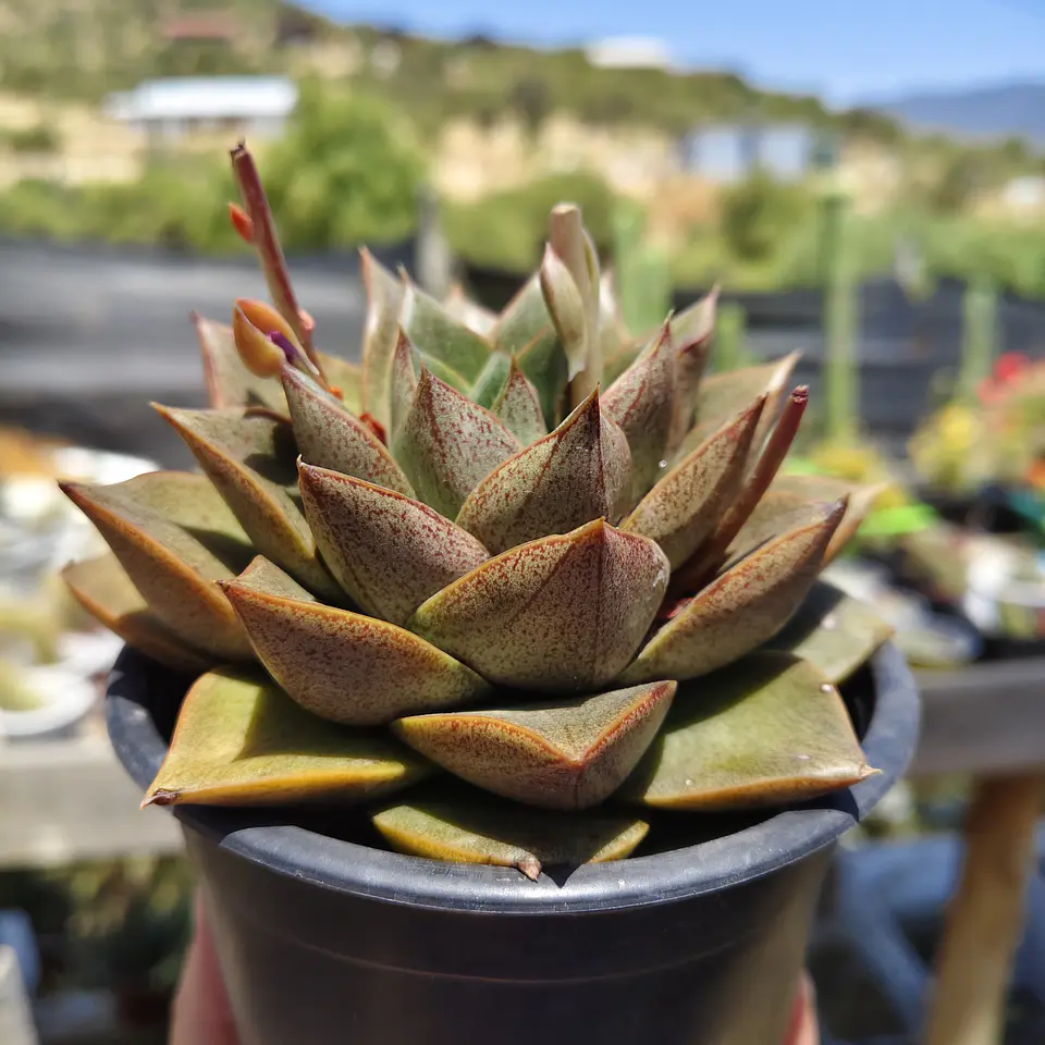 Echeveria Dionysos 4