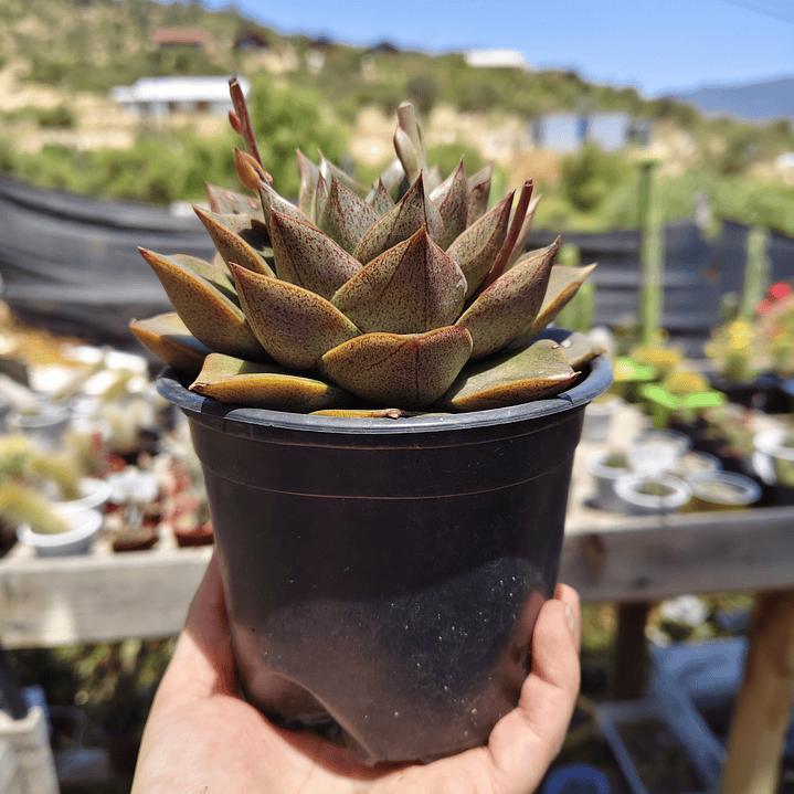 Echeveria Dionysos 5