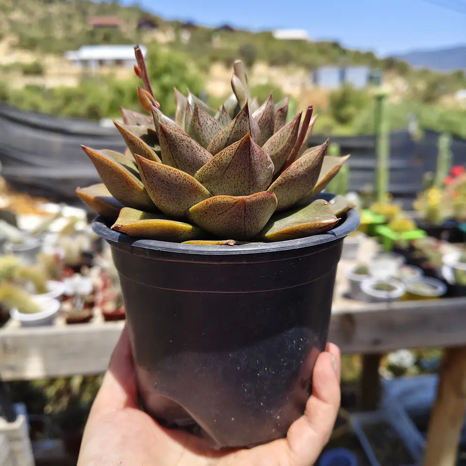 Echeveria Dionysos 5